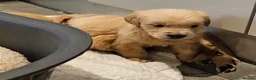 Golden Retriever dogs for sale: Golden retriever champion bloodline puppies. - Advert 17