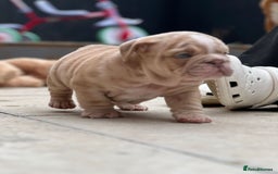 English Bulldog dogs for stud: Red Bulldog Stud - Image 23