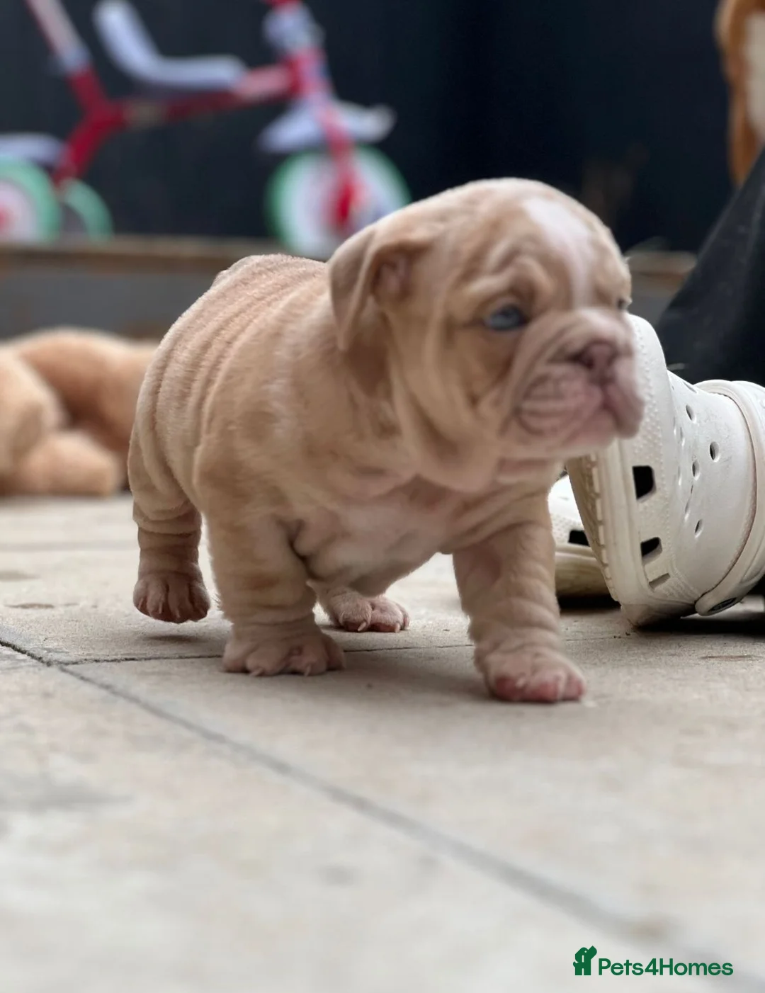 English Bulldog dogs for stud: Red Bulldog Stud - Advert 23