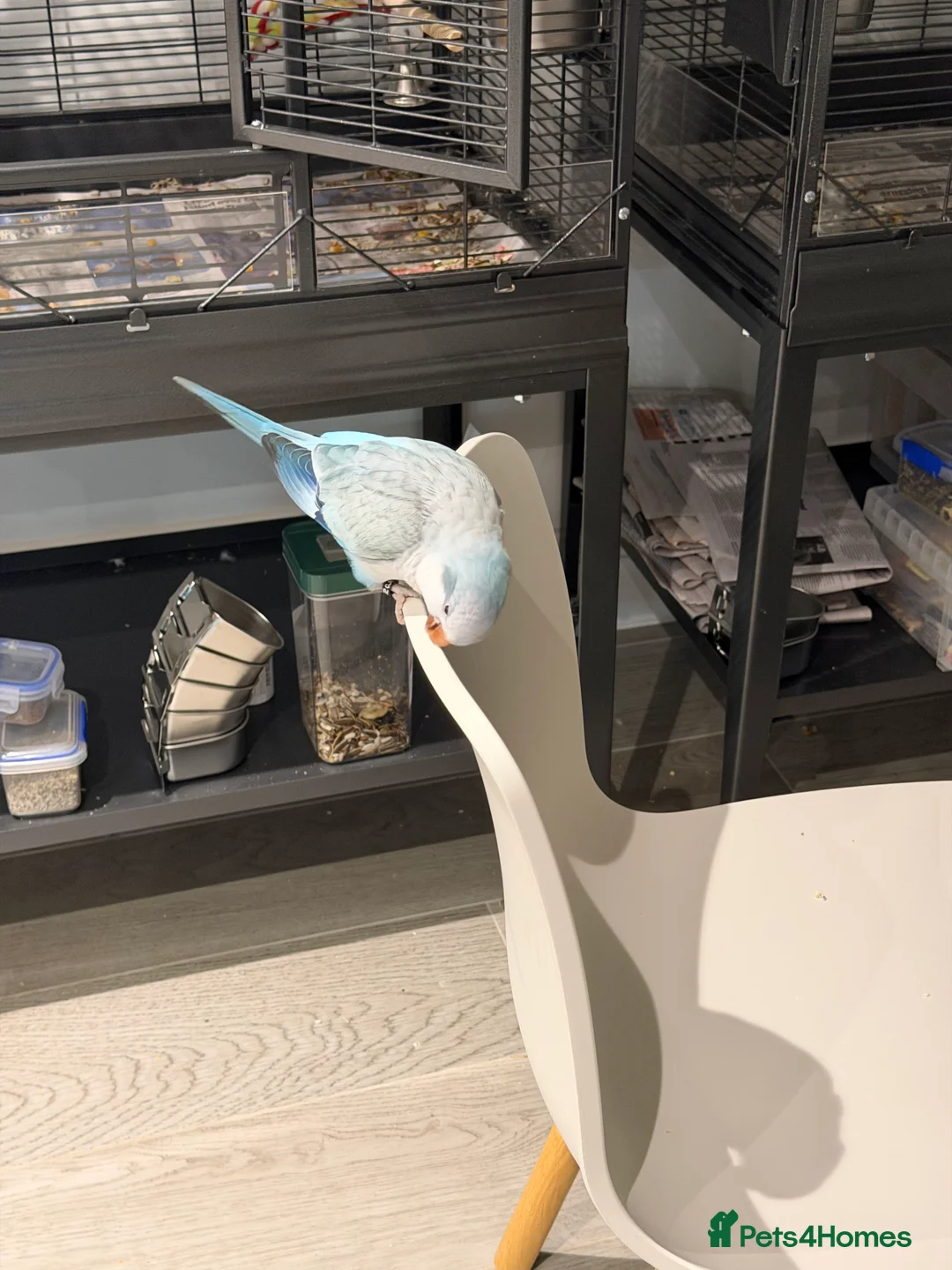 Parrots birds for sale: Pale Blue Quaker parrot - Advert 1