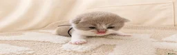 British Shorthair cats for sale: CHAMPION BRITISH SHORTHAIR KITTENS 😸  - Advert 2