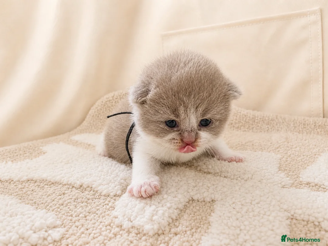 British Shorthair cats for sale: CHAMPION BRITISH SHORTHAIR KITTENS 😸  - Advert 2