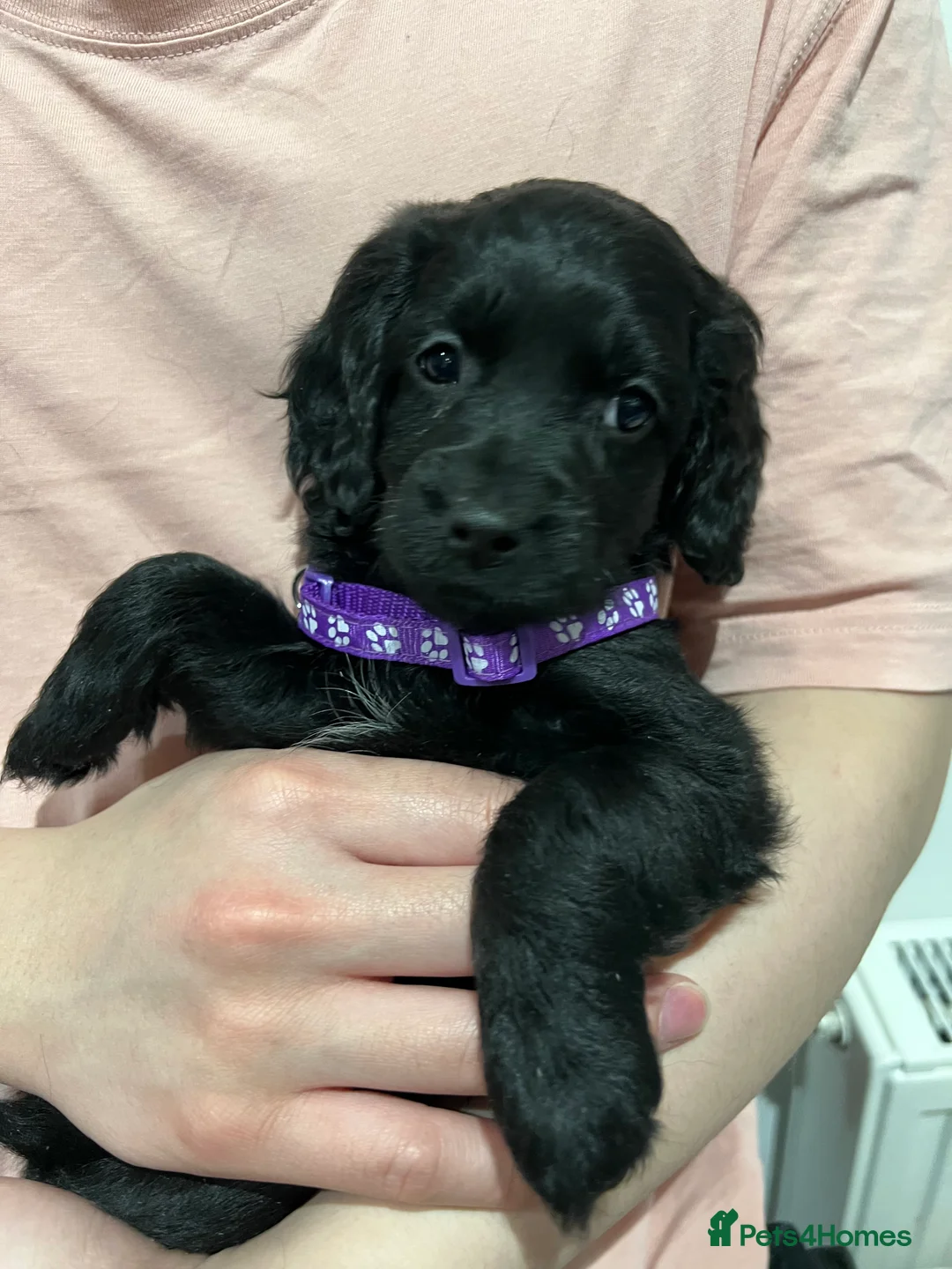 Cockapoo dogs for sale: Beautiful Cockapoo Puppies – 6 Boys & 2 Girls - Advert 7