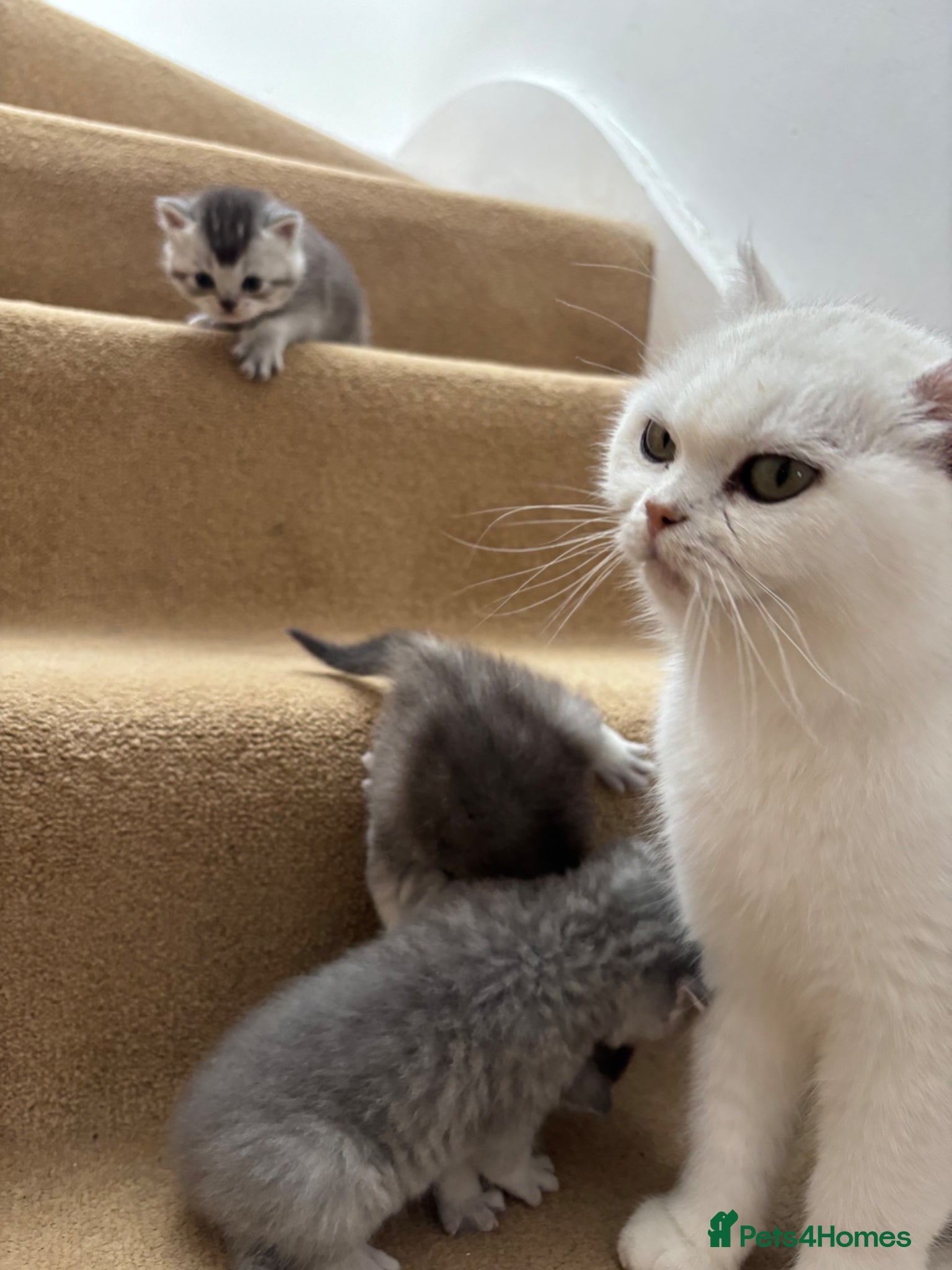 British Shorthair cats 5 beautiful British Blues and Colourpoints - Advert 2