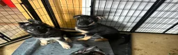 German Shepherd dogs for sale: German shepherd female  - Advert 13