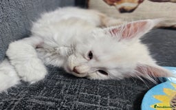 Maine Coon cats for sale: Looking for Special needs homes  - Image 6