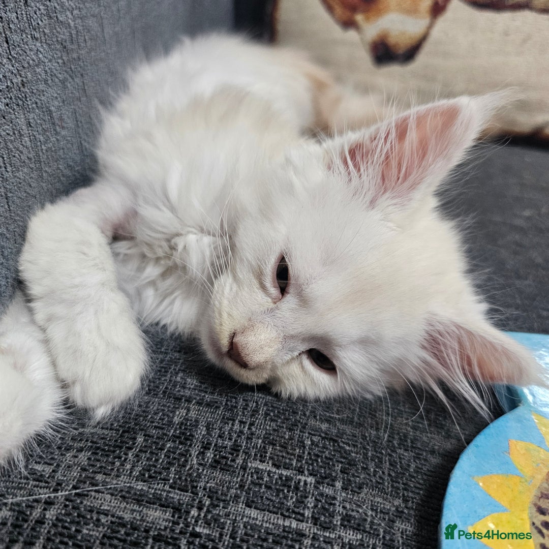 Maine Coon cats for sale: Looking for Special needs homes  - Image 6