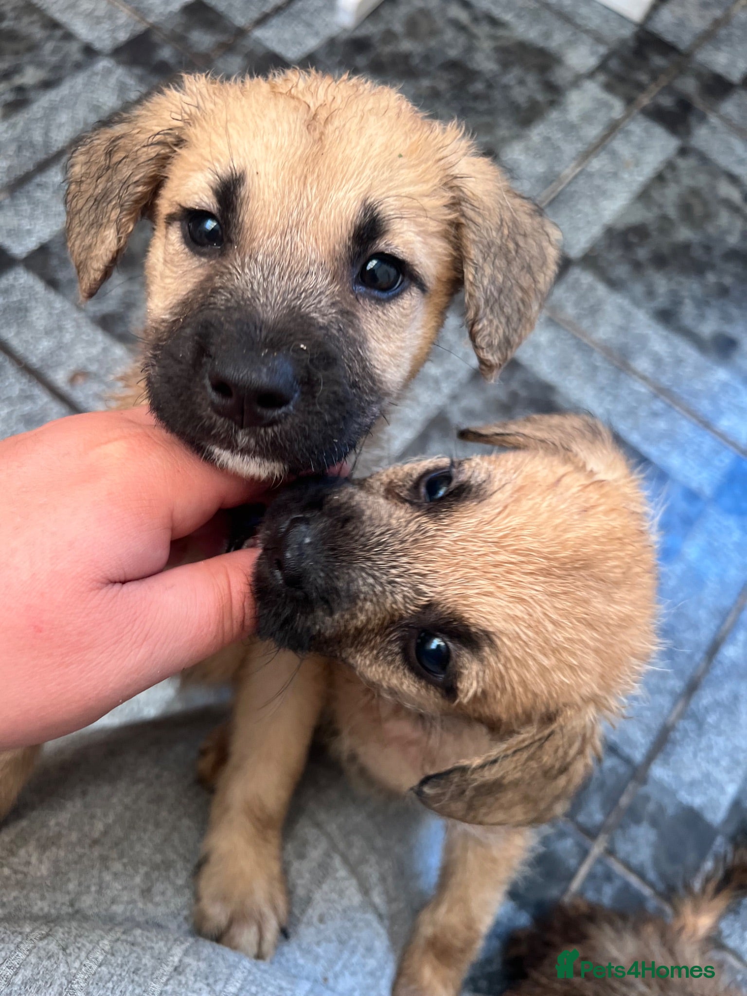 Mixed Breed dogs 7 beautiful Malkita x puppies with unique colours  - Advert 1