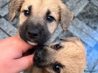 Mixed Breed dogs 7 beautiful Malkita x puppies with unique colours - Advert 1