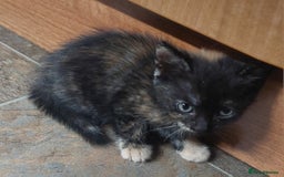 Mixed Breed cats for sale: Kittens ready to go now. - Image 4