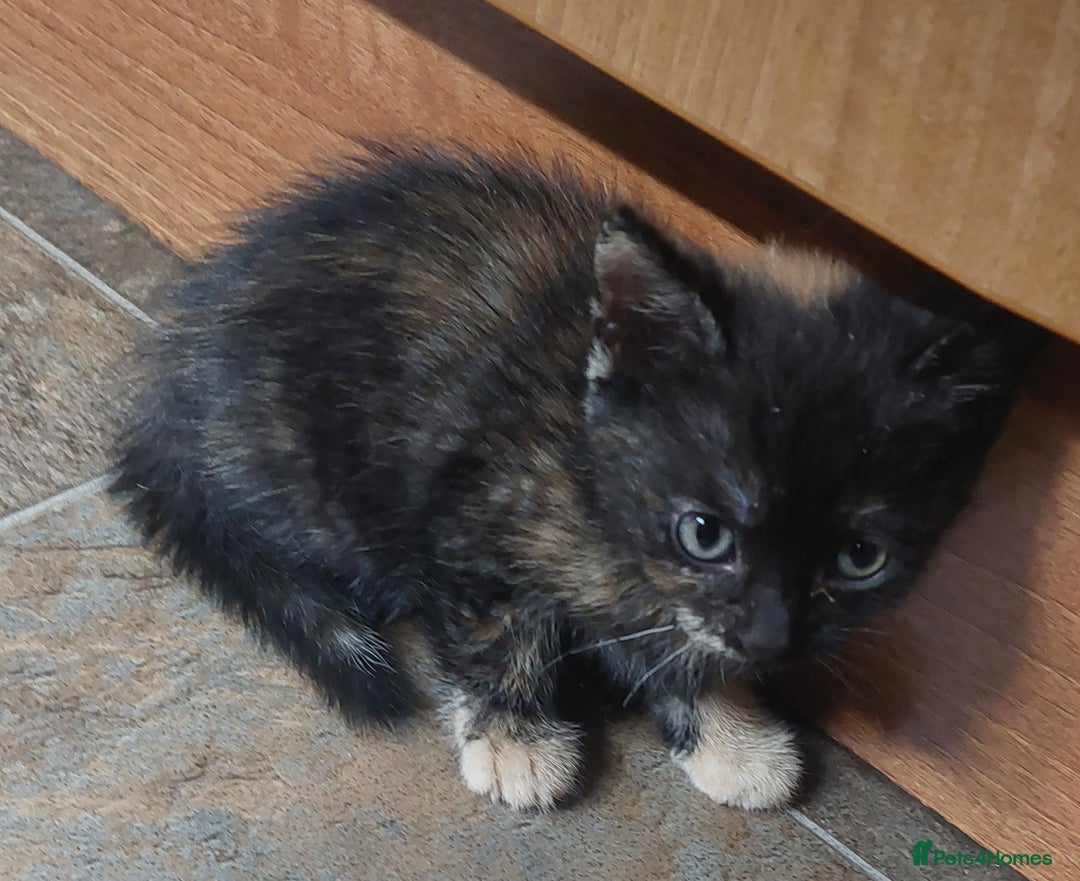 Mixed Breed cats for sale: Kittens ready to go now. - Image 4