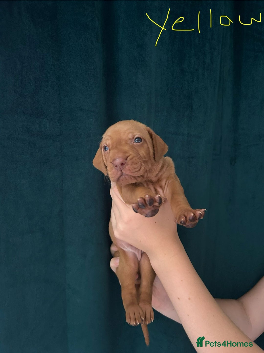 Hungarian Vizsla dogs for sale: KC Reg Hungarian Vizsla Puppies-Imported Lineage - Image 26