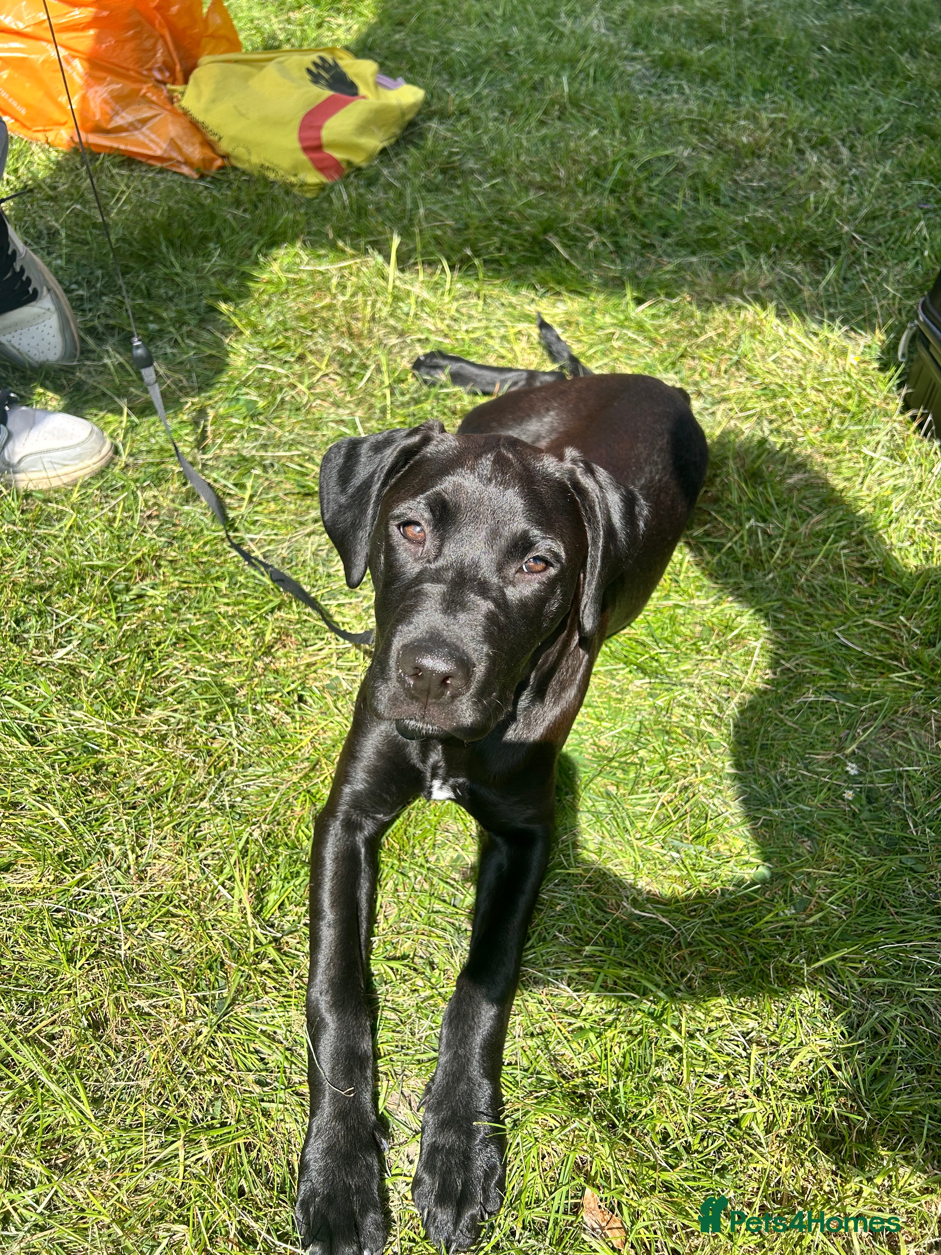 Mixed Breed dogs Cane corso x Labrador  - Advert 8