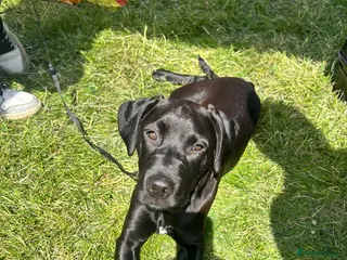 Mixed Breed dogs Cane corso x Labrador - Advert 11