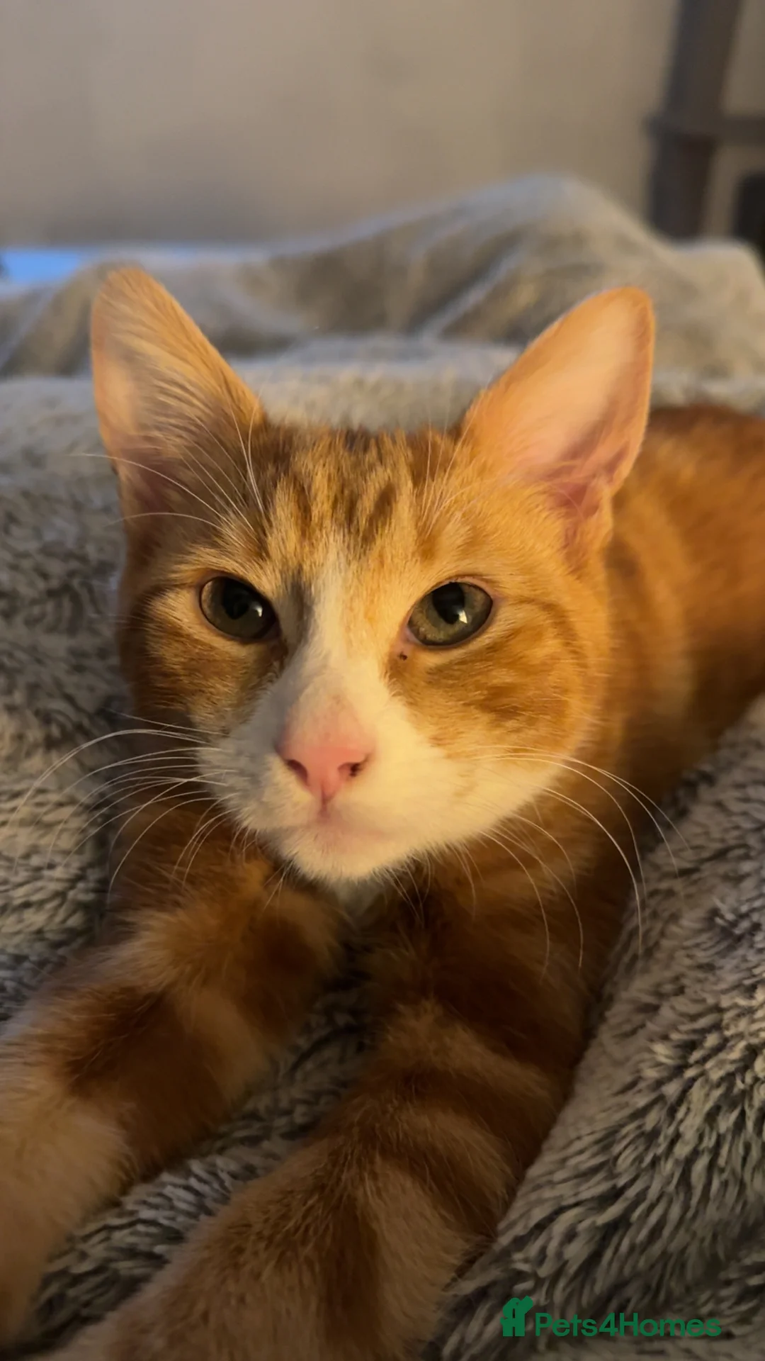 Mixed Breed cats for sale: 2x ginger kittens for sale - Advert 11