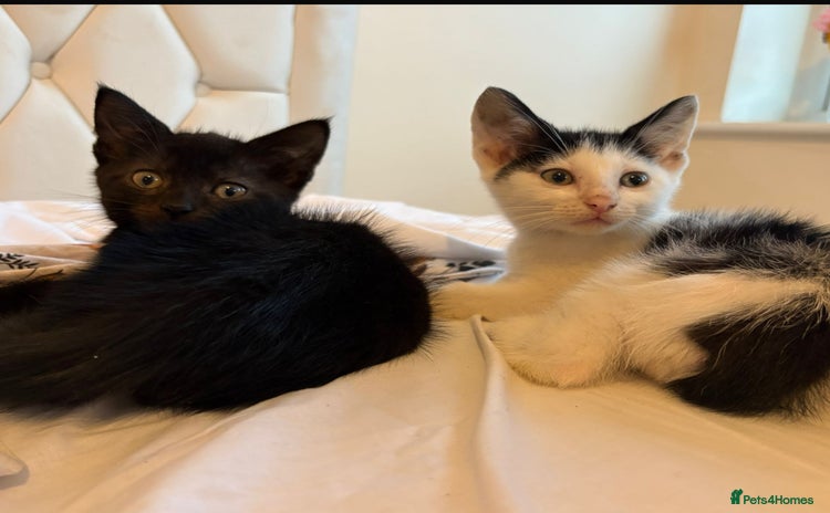 Mixed Breed cats - Advert 3