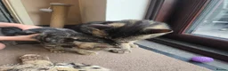 Mixed Breed cats for sale: Tabby cross persian kittens for sale  - Advert 18