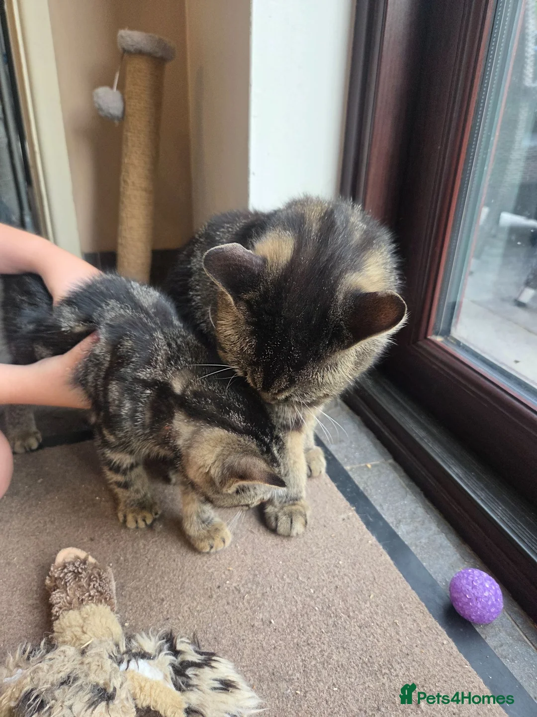 Mixed Breed cats for sale: Tabby cross persian kittens for sale  - Advert 18