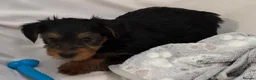 Yorkshire Terrier dogs for sale: Yorkshire terrier puppies for sale  - Advert 3