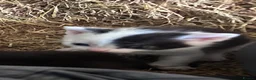 Domestic Shorthair cats for sale: Kittens - Newborn black and white - Advert 2