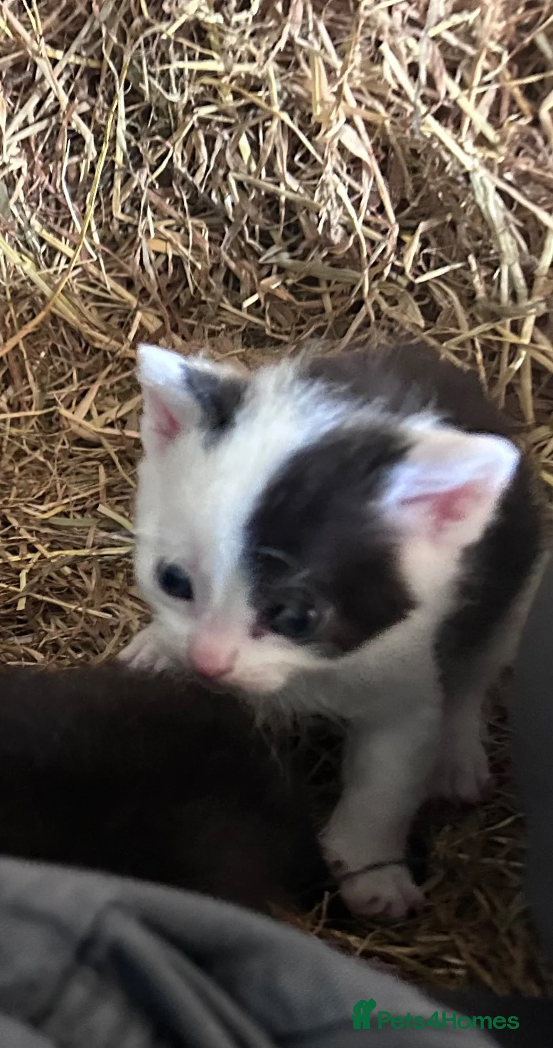 Domestic Shorthair cats for sale: Kittens - Newborn black and white - Advert 2