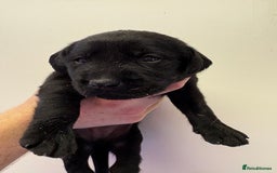 Labrador Retriever dogs for sale: Lovely KC Labrador retrievers  - Image 7