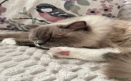 Ragdoll cats for sale: Ragdoll Cherubim Mink Lilac Chocolate TICA - Image 2