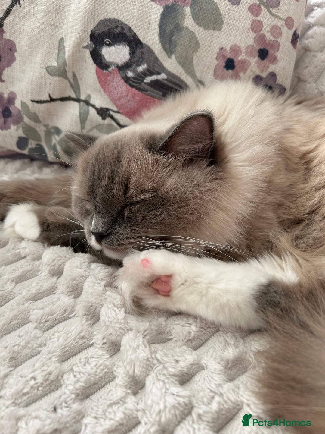 Ragdoll cats for sale: Ragdoll Cherubim Mink Lilac Chocolate TICA - Image 2