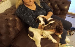English Springer Spaniel dogs for sale: springer spaniel puppies - Image 1