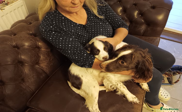 English Springer Spaniel dogs - Advert 1