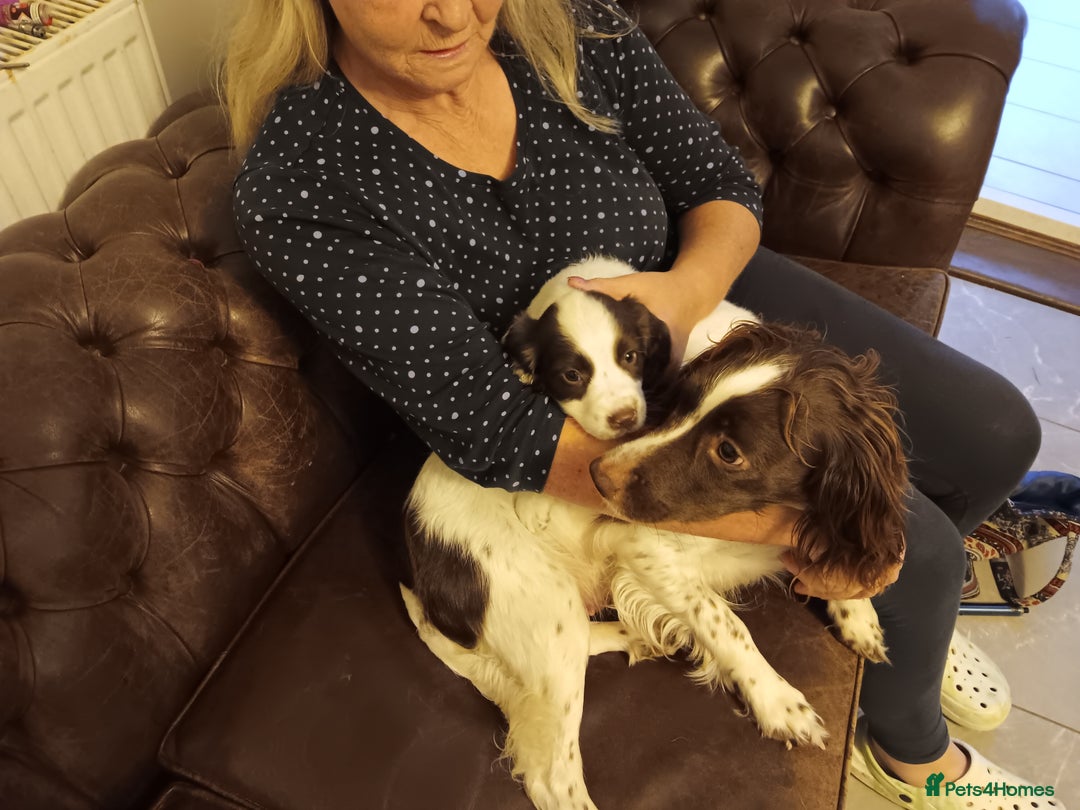 English Springer Spaniel dogs for sale: springer spaniel puppies - Image 1