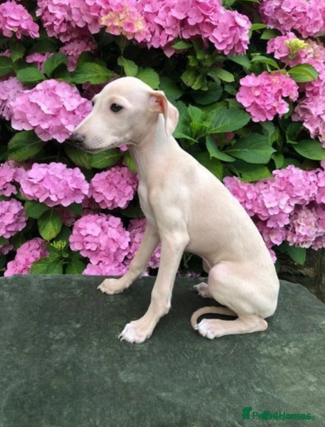 Italian Greyhound dogs for stud: Romeo italian greyhound Russian Import for stud  in Liverpool - Advert 14