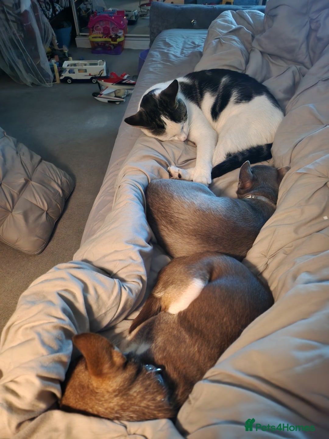 Chihuahua dogs for sale: 2 chihuahua boys - Image 3