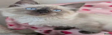 Maine Coon 1