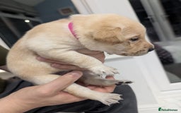 Labrador Retriever dogs for sale: Beautiful Labrador puppys  - Image 8