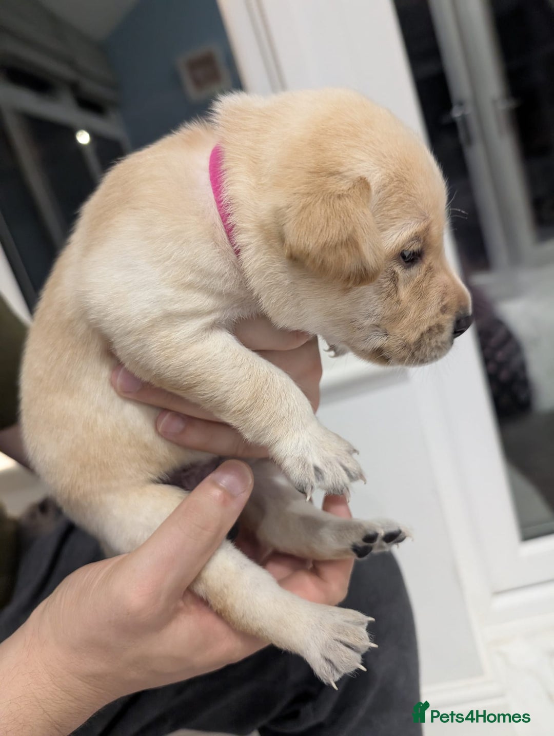 Labrador Retriever dogs for sale: Beautiful Labrador puppys  - Image 8