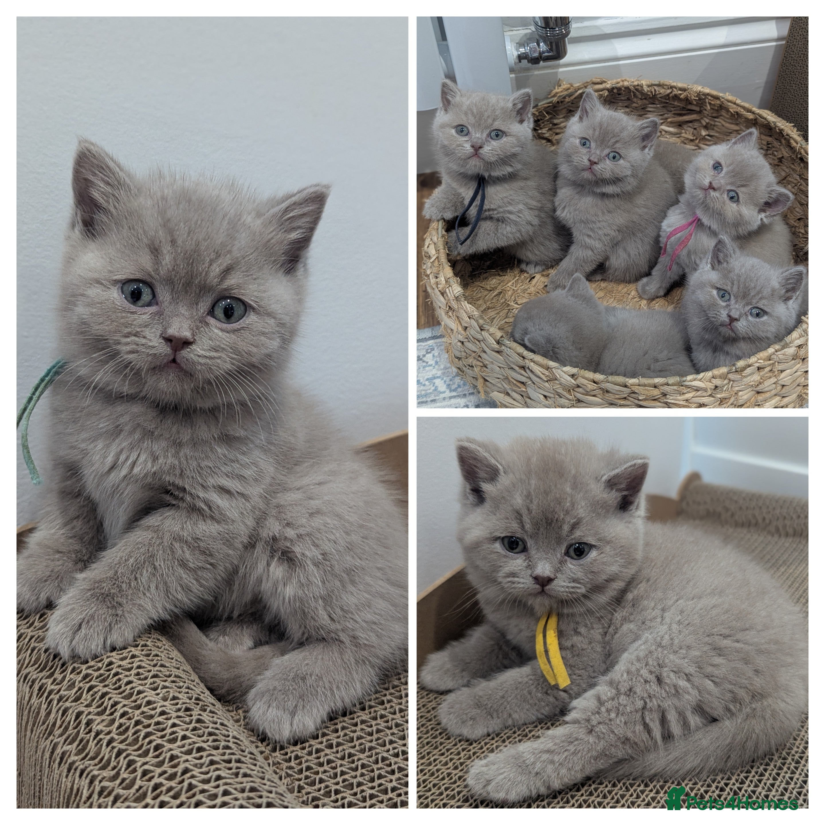 British Shorthair cats 6 beautiful rare FAWN British Shorthair Kittens ✨ - Advert 14
