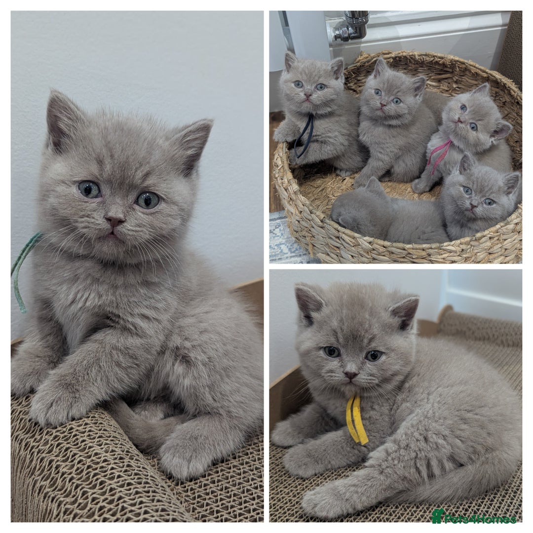 British Shorthair cats for sale: 6 beautiful rare FAWN British Shorthair Kittens ✨ - Advert 1