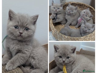 British Shorthair cats 6 beautiful rare FAWN British Shorthair Kittens ✨ - Advert 1