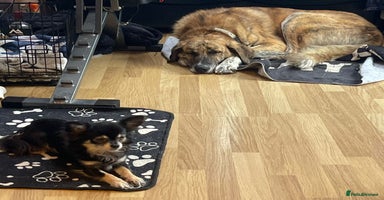 Mixed Breed dogs - Advert 7