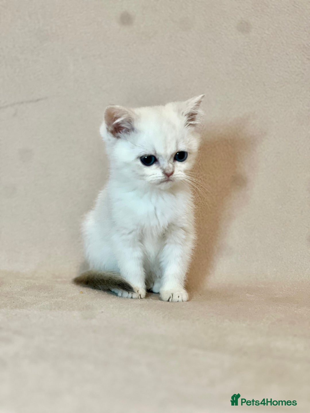 British Shorthair cats for sale: 🐾 Pure BSH Kittens 🐾  - Advert 30