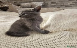 Russian Blue cats for sale: Beautiful Russian Blue cross kittens  - Image 8