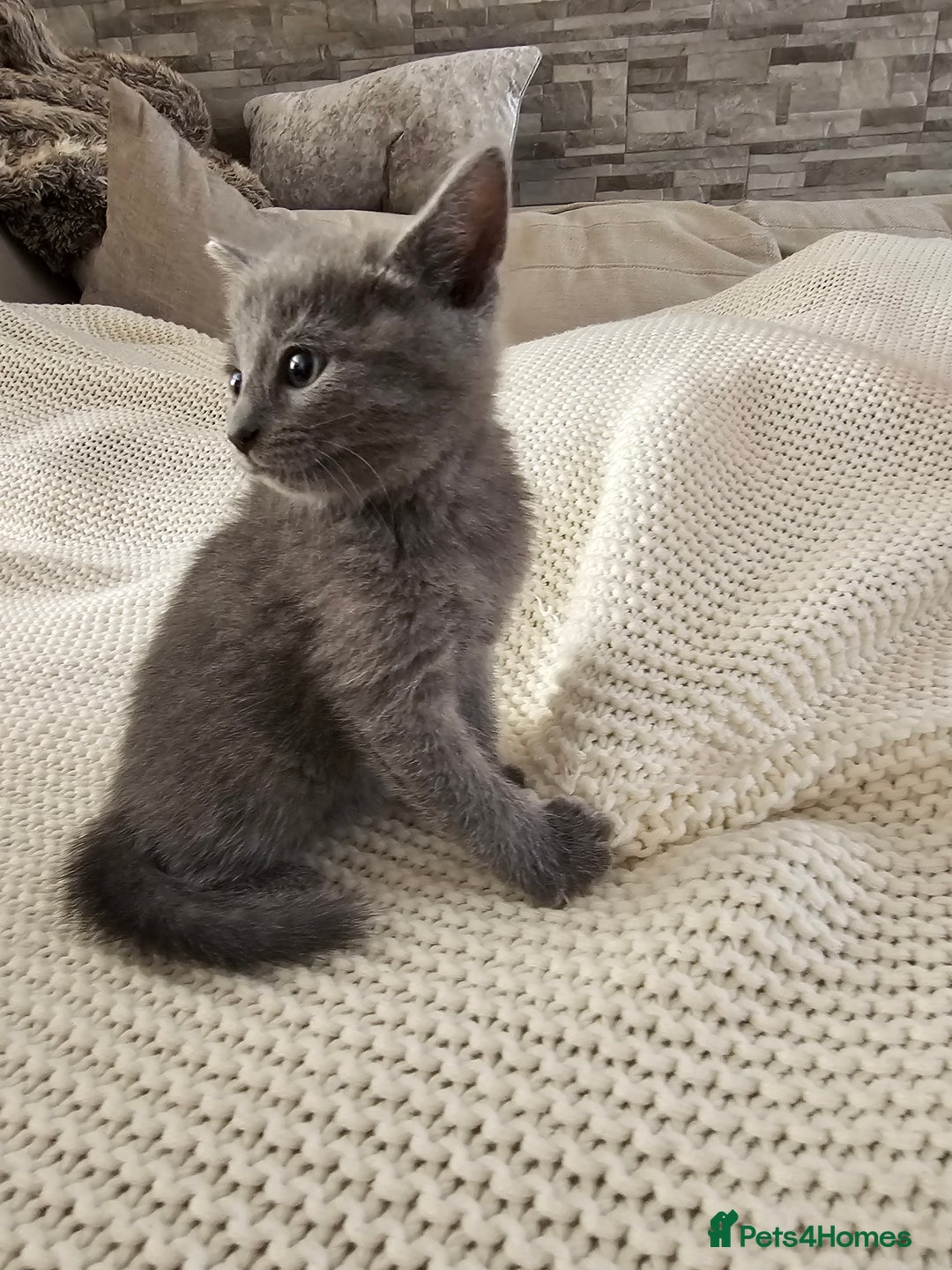 Russian Blue cats for sale: Beautiful Russian Blue cross kittens  - Image 8