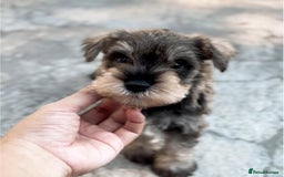 Miniature Schnauzer dogs for sale: Purebred Miniature Schnauzer Puppies - Image 3