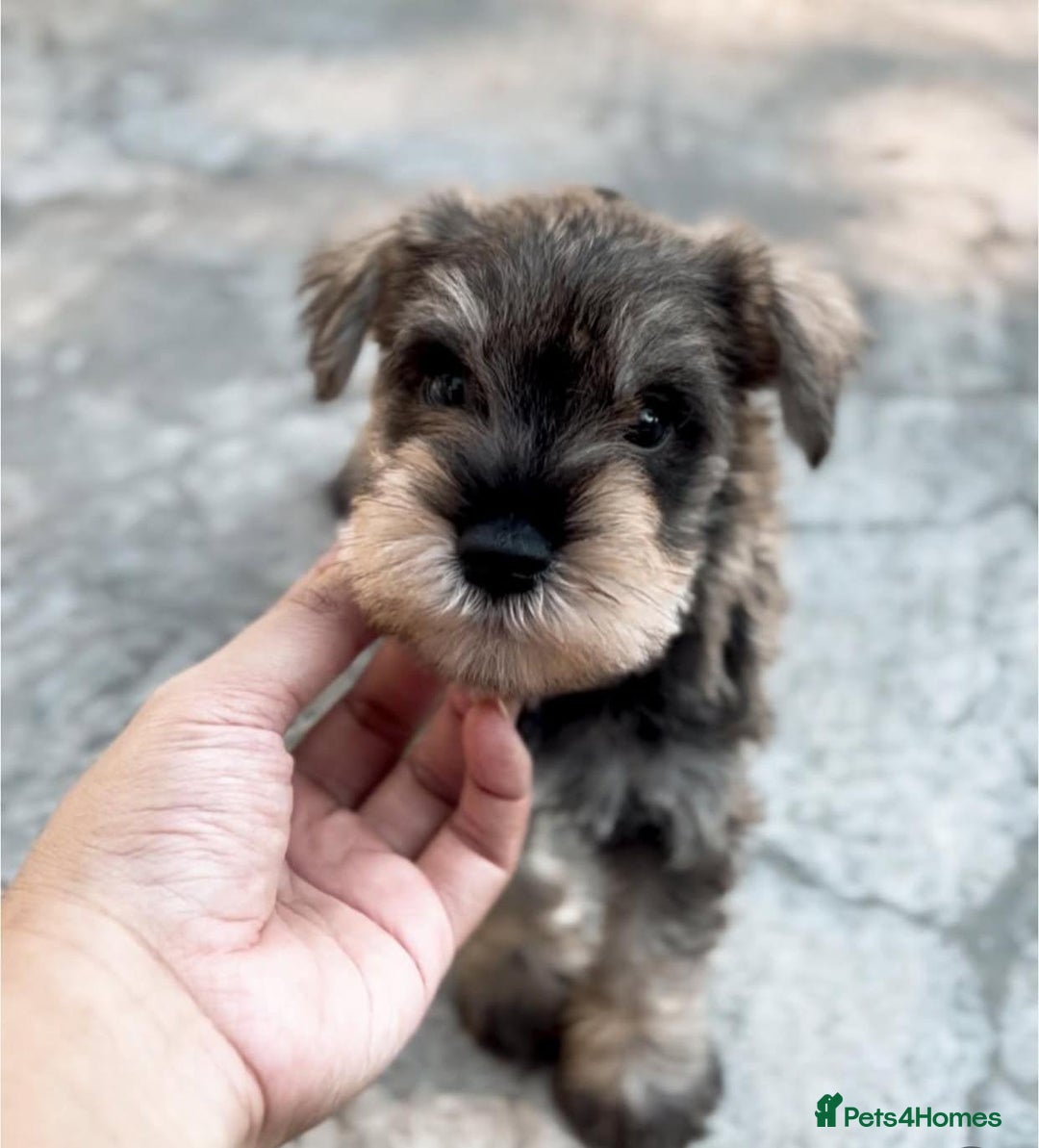 Miniature Schnauzer dogs for sale: Purebred Miniature Schnauzer Puppies - Image 3