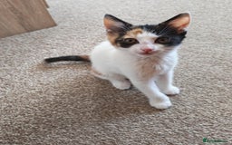 Mixed Breed cats for sale: Two adorable girls - Image 3