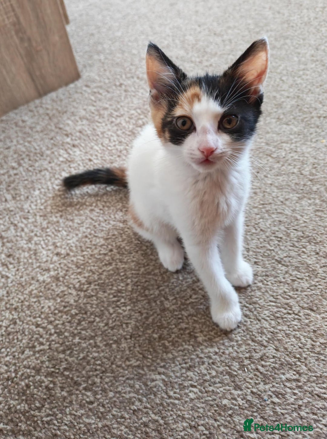 Mixed Breed cats for sale: Two adorable girls - Image 3