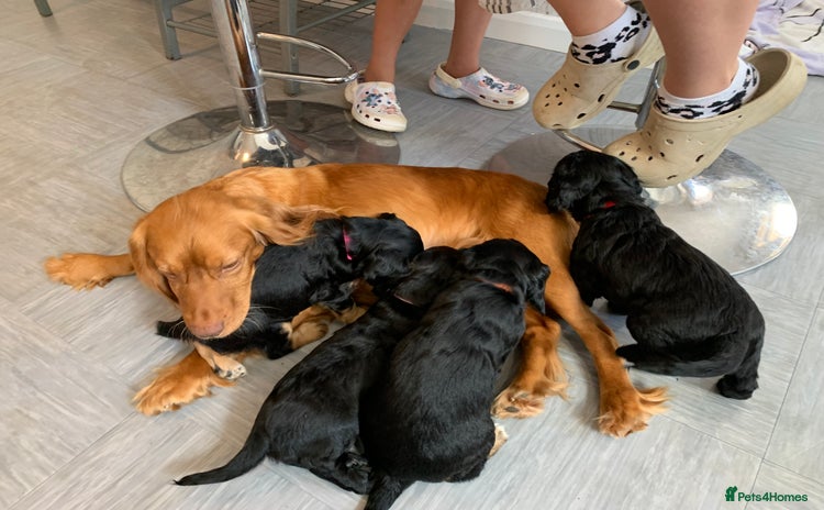 Cocker Spaniel dogs - Advert 1