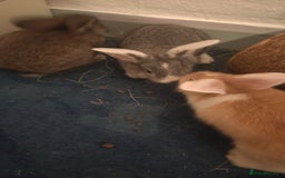 Flemish rabbits for sale: Pure flemish  - Image 12