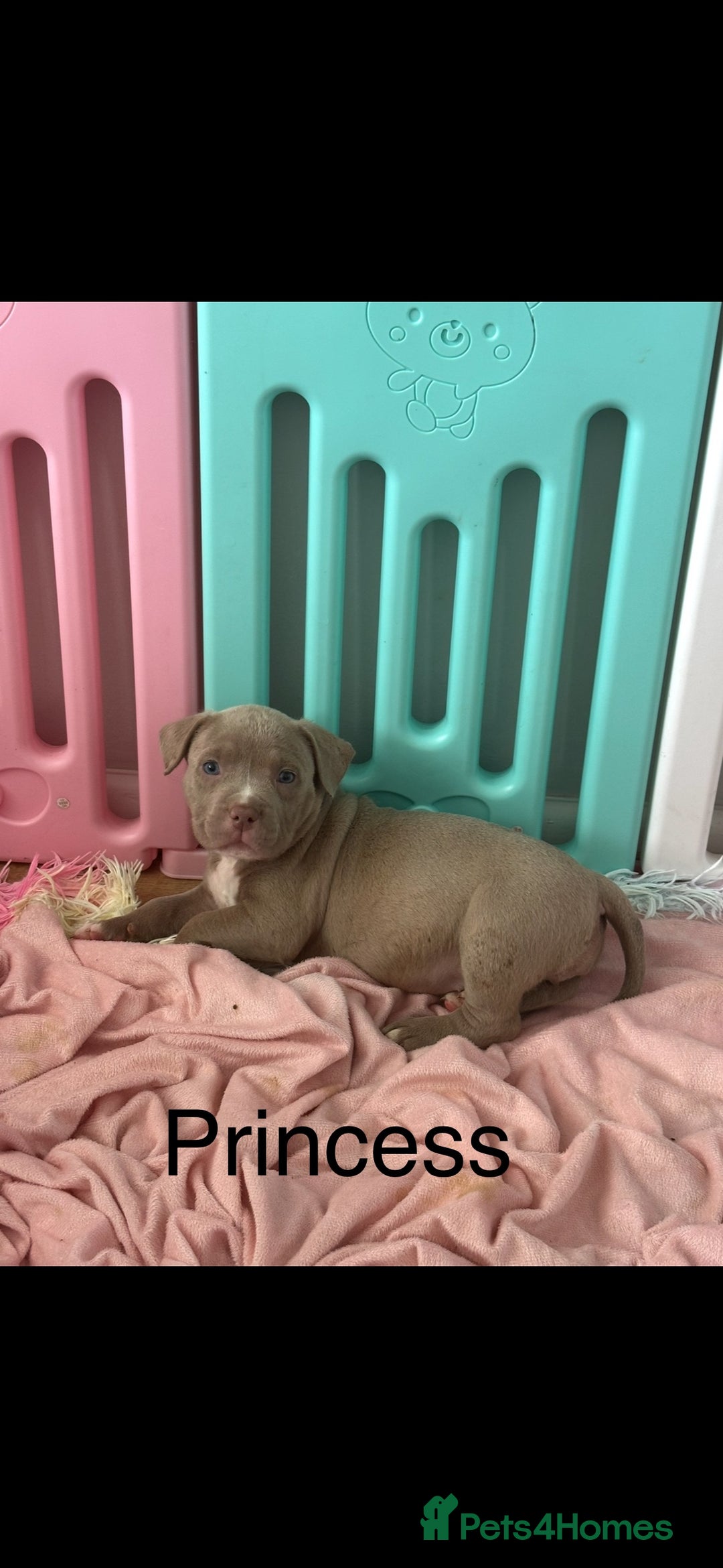 American Bulldog dogs for sale: Pocket bullys - Image 4